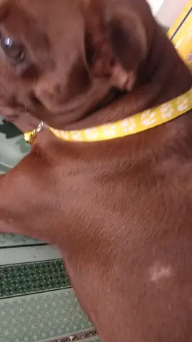 vòng đeo cho cún.... sale 5k sale 5k