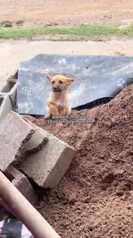 ✨ Follow now and enjoy animal voices like never before! If you enjoyed this content and want to support my work, any donation is greatly appreciated! 🩵Your support helps me keep creating more of what you love. link support on my bio Voice: Me(@azuraavrozz) Credit:  •fati_alfz (tiktok) •unknown (please DM for credit/removal) #FYP#VoiceActing#Fandubber#Fandub #FunnyAnimals#CuteAnimals#AnimalFandub#AsianCreator#azuraafandubbing #azuraavoice#dubbing#animaldubbing