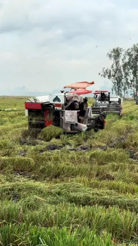 Đông vui quá😂@Mỹ Duyên 🫧 #xuhuong #xuhuongtiktok #mientayquetoi🌴🌴🌴🌴🌴 