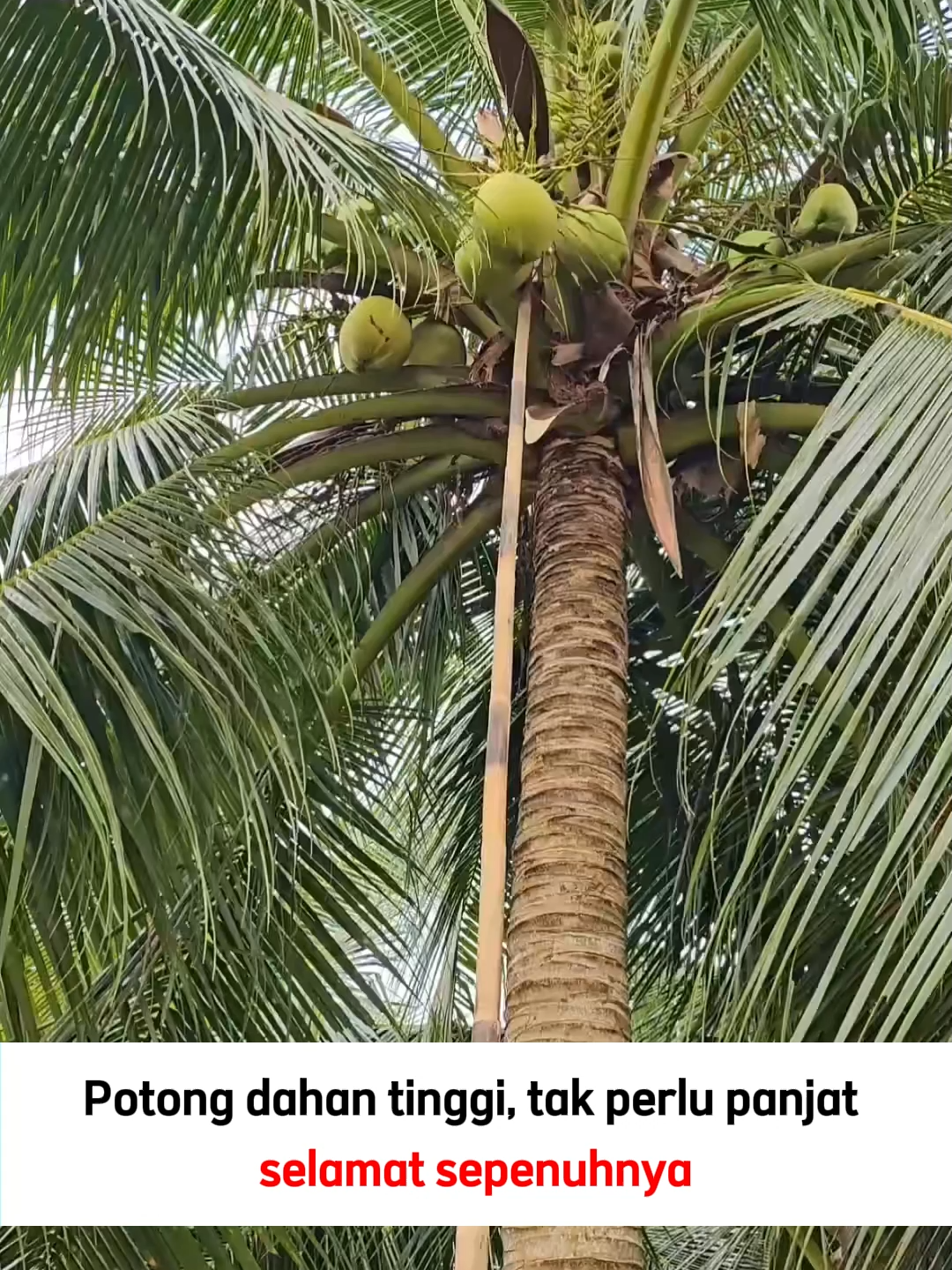 Diskaun 50% - Penghantaran percuma untuk 99 pelanggan pertama