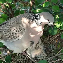 Bird Nest 😍 #nature #eagle #birdnest #tiktok #amazing 