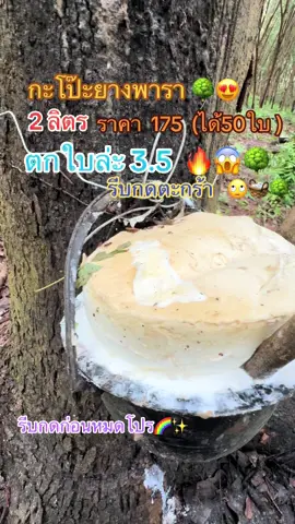 ถ้วยยางพารา  50 ใบ 🌳🌈✨🧺💙  #กะโป๊ะยางใหญ่ #ยางเต็มโป๊ะเลยครับ 