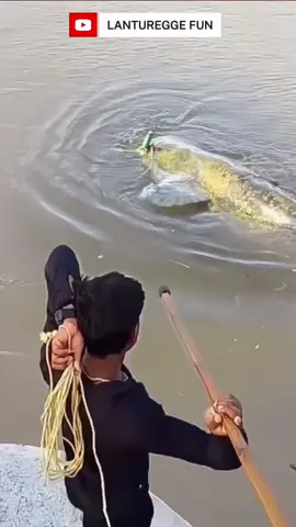 Tombak ikan lele monster #fishing #amazingfishing #fyp 