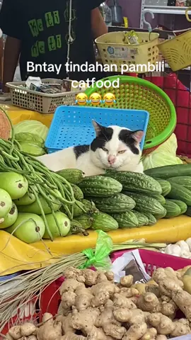 Work work muna pang catfood 😅#catsoftiktok #cats #9lives #catvendor #meancat #catlovers #catlover #puspin 