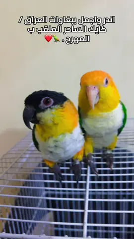 #ببغاء #كايك #الساحر #ببغاوات #العراق #الرسمي #يوسف #واحد #عراق #تيك #جميع #الحيوانات #متوفر #العراق🇮🇶❤️ #tiktok #الشعب_الصيني_ماله_حل😂😂 #اكسبلورexplore #بغداد_بصرة_موصل_الكويت_الخليج_دبي_ #parat 