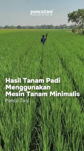 Hasil tanam padi menggunakan mesin tanam padi minimalis ponco tani #hasiltanampadi  #mesintanampadi  #poncotani 