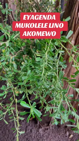 EYAGENDA MUKOLELE LINO AKOMEWO 