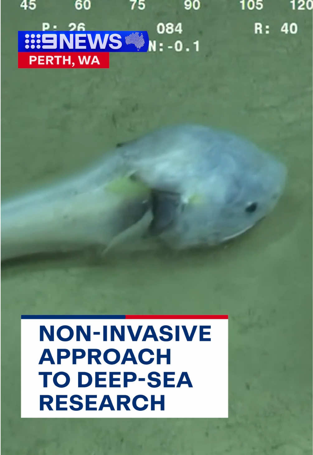 Forget fishing nets - scientists have developed a groundbreaking program to find sea creatures using nothing but seawater. #ocean #marine #fish #fishtok #9News 