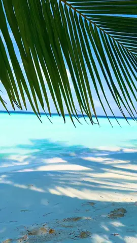 Je me demande toujours si c’était la vraie vie ou juste un rêve 💭🏝️😍 #maldives #traveltiktok #beachvibes #ocean #tropical #beautifuldestinations #fry 