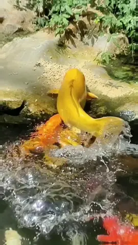 #foryou #animals #wildanimals 