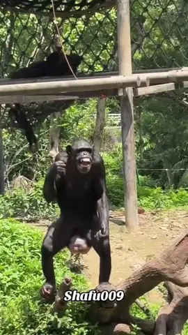 #funny #viral #video #usa #UK #fyp #forupage 
