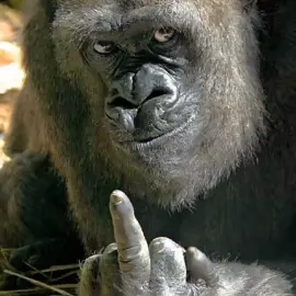 #fyp#viral#middlefinger#gorrila#trend#xyzabc 