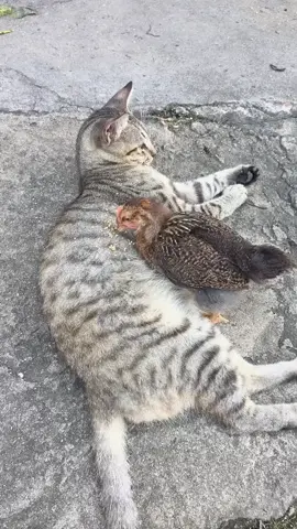 The cat tries to understand the chicken's hunger, but the pecking bothers him.😂 #funny  #cat #fyp 