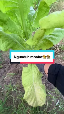Ngunduh mbako isuk lurrrr👨🏽‍🌾🍃