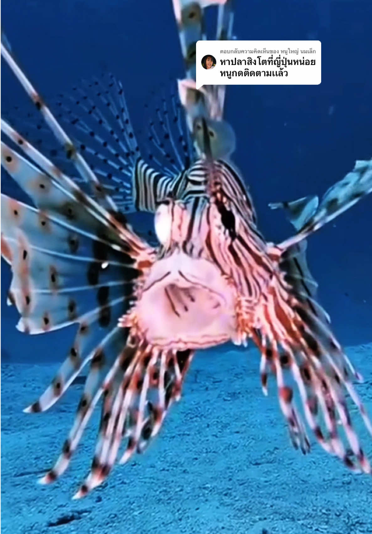 ตอบกลับ @หนูใหญ่ นมเล็ก ตามหาปลาสิงโตที่ทะเลญี่ปุ่น