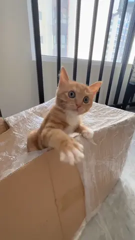 The kitten’s meows melt my heart #cat #catsoftiktok #catlover #funny #funnyvideos #foryou #fypage #fypシ #funnycat #funnytiktok #cats #kitten #kittens 