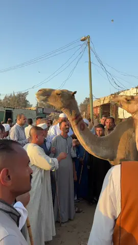 سوق برقاش الجيزه لبيع الجمال اكبر سوق للجمال 🐪🐫 واجمل فطار في كرداسه مطعم الحجه ثريا الطيار  #يوميات_مواطن_مصري  #يوميات_ست_مصريه 