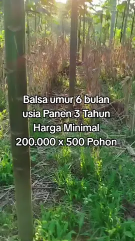 #djdwit  #balsa  #panencepat  #balsaviral2025 