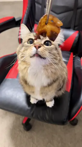 Car wants refueling #catsoftiktok 
