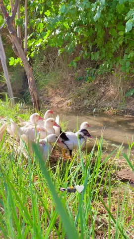 🦆🦆🤍 #تصويري📷 #ريف #foryou #fyp #explore #fyp 