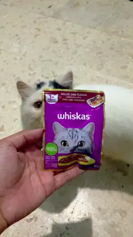 Makanan Kucing Whiskas #makanankucing #wetfood #werfoodkucing #kucing #cat #kitten #cutecat 
