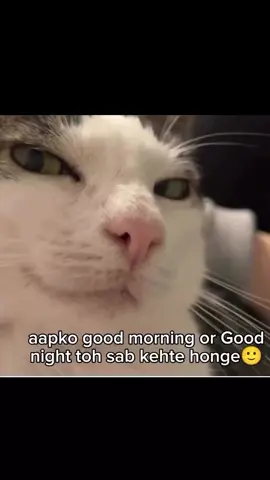 Gud Evening G 😁😂😭 . . . #fypシ゚viral #goodevening #Meme#dontunderreviewmyvideo #fypシ゚viral🖤tiktok #cats 