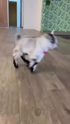Happy little goat #funny #baby #tiktok #happy #cute #goat #fouryou #fyp 