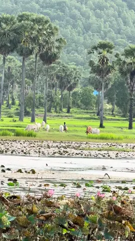 #ទេសភាព #ស្រុកស្រែ #kampongspeu #province #ទេសភាពស្រុកស្រែ🌄🏜️🌱🌼🌾🐟 
