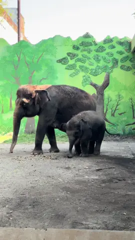 rocky gajah berambut mohak #anakgajah #comel