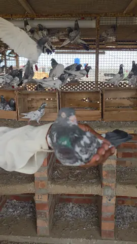 #kabooterlover #explore #kabooterbaaz #ustad_ateeq_bakheet_alrumaithi #kabootarbaazi #pigeons #اكسبلور #حمام_باكستاني 