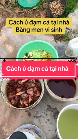 Cách tự ủ đạm cá tại nhà không có mùi hôi bằng men vi sinh. #TuAn93 #visinh #menvisinh #damca #xuhuong  @Nhà vườn TuAn93  @Nhà vườn TuAn93  @Nhà vườn TuAn93 
