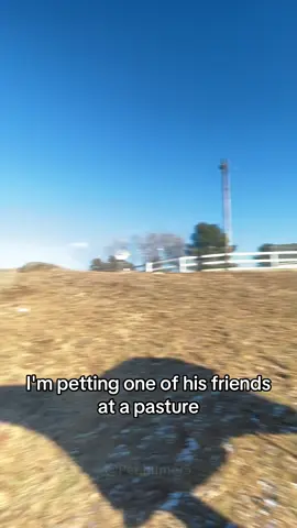 Horses are jealous animals 😂#horse#farm #animal#funny#foryou
