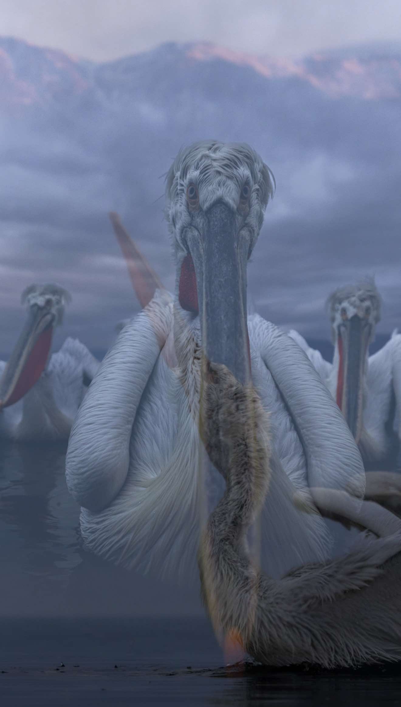 تصوير رحلة البجع !