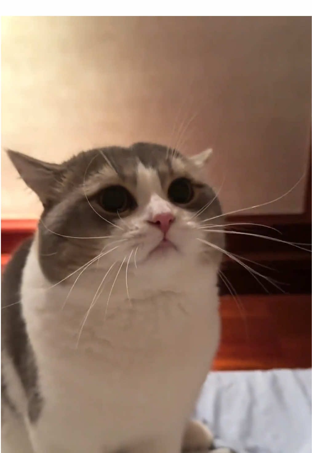 So cute #cutecat #pet #kucing #kitty 