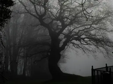 🌫️🌲 silence speaks louder than words 🌑  #dark #darkaesthetic #foggyforest #moodyvibes #gothicnature #mistymorning #creepybeauty #natureaesthetic #darkvibes #spookyvibes #fogland #aestheticvideo #blackandwhitevibes #moodyphotography #cinematicshots 