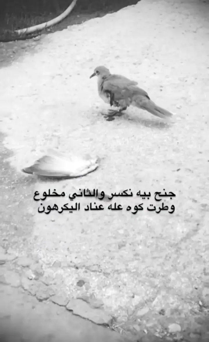 #اشعار_حزينه 