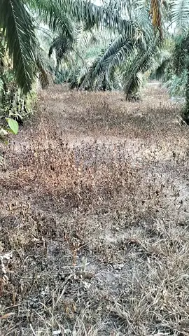 hasil semprotan gramoxone  #fypシ゚viral  #sawitbalapriau_  #petanisawitmuda💪🏻  #fyppppppppppppppppppppppp  #sawittiktok 