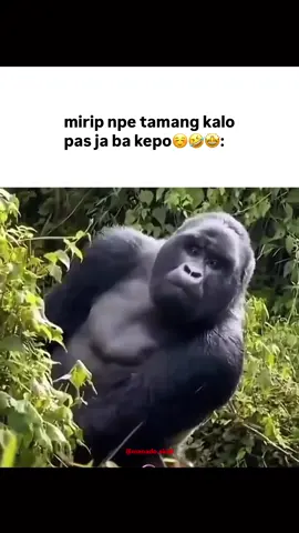 co tag ngoni p tmg yg mirip dia😭🤣