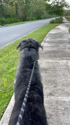 Armadillos yikes #irishwolfhound #wolfhound #gentlegiant #bigdog #irishwolfhoundsoftiktok #bigdogsoftiktok #irishdogsoftiktok #gooddog #irishwolfhounddogbreed 