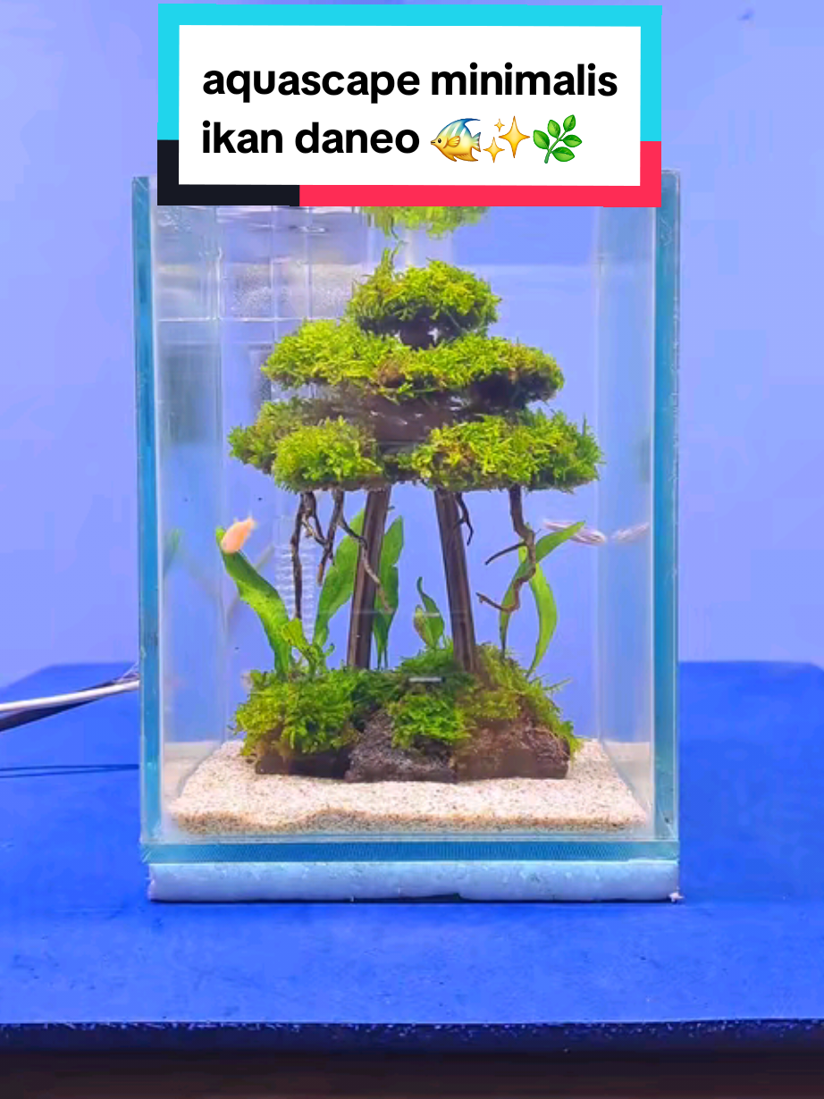 terkadang keindahan membuat kita lupa akan kebebasan 🌳🐋🌌 #aquascape #aquascapeindonesia #aquarium #ikanhias #hiasanrumah #aesthetic #fyp 