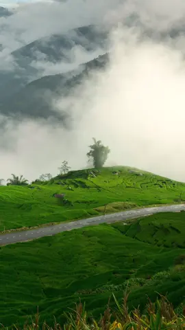 Y Tý Đại Ngàn #taybac #vietnam #laocai #yty #phuot 