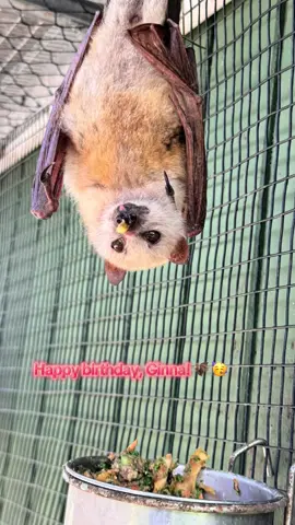 Happy birthday to one of Lubee’s smallest, but oldest residents, Little Golden-Mantled Flying Fox, Ginna, who turns 30 years old today!🦇 🥳 #animals #cute #fyp #bats #nonprofit 