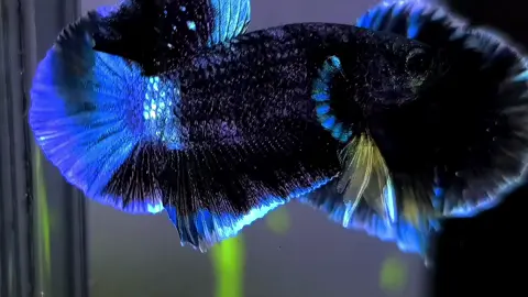 this is blackseries🔥🔥🔥 #Avatar #Bettafish_indo #bettafishindonesia🇮🇩 #avatarnebulasparkling #avatarnebula #goku #stardust #blackstargalaxy #worldwideshippingavailable✈️✈️ #alfarizybetta🔥 