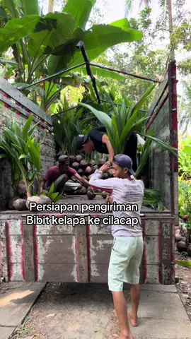 Ready bibit kelapa hibrida info pemesanan O822438l8795 #bibitkelapa #pekalongan #kelapapekalongan #bibitkelapapendektiktokshop #kelapacepatberbuah #kelapahibrida #kelapawulung #purworejo 