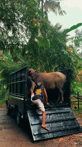 Monggo juragan”ku semua… ready banyak ya harga menyesuaikan barang ya😊😁 #kerbau #peternak #kerbautoraja #peternakmilenialindonesia #fyppppppppppppppppppppppp 