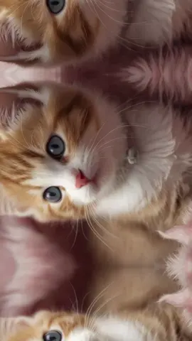 #котики #сatcot #лучшиекотики #кот #котик #