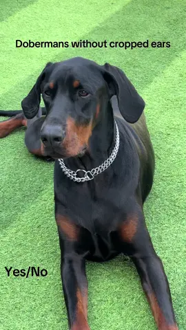 Definitely a yes from me👍💙 love his ears💕#kobithedobi #dobermans_of_tiktok #dogsoftiktok #uncroppeddoberman 