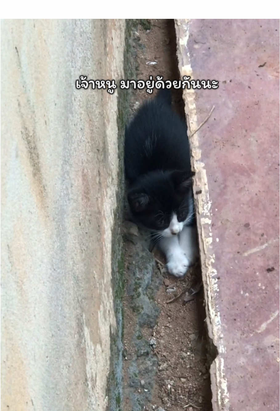 ไม่ต้องกลัว มาอยู่ด้วยกันนะ #แมวจร #แมวจรก็อยากมีบ้าน #แมวจรก็มีหัวใจ #แมวน่ารัก 