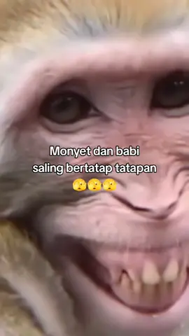 monyet dan babi lucu #fypシ゚viral #semuaorang #masukberandafyp #monyet #babi #monyetlucu #babilucu #fyp 