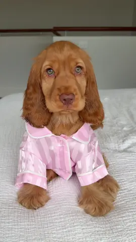 The sweetest girl 🥹🩷🎀 #cockerspaniel #dogsoftiktok #puppy #cutepuppy #PetsOfTikTok 